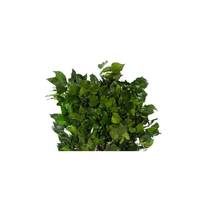 <h4>Hedera Green HED/4103</h4>