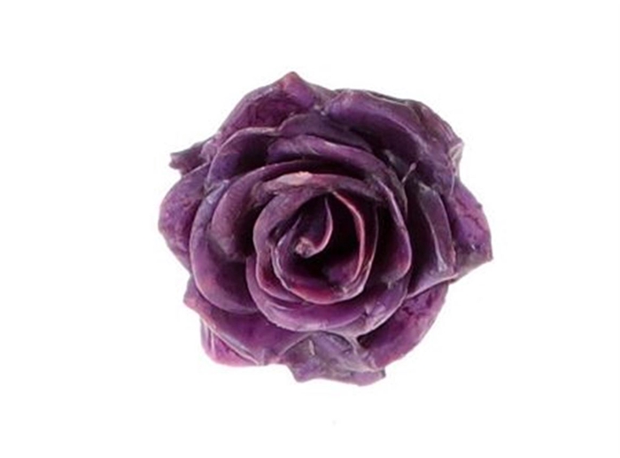 <h4>Wax Rose Purple D10</h4>