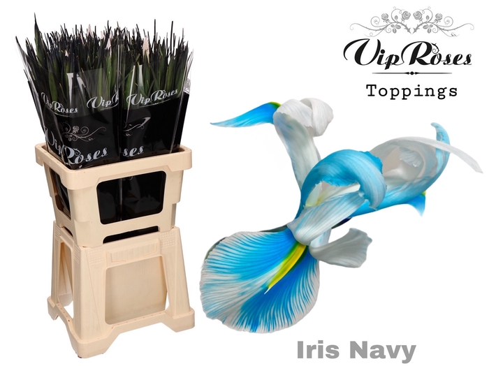 <h4>Iris paint navy</h4>