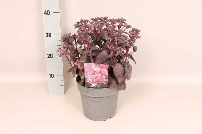 vaste planten 19 cm  Sedum Chocolate Cherry