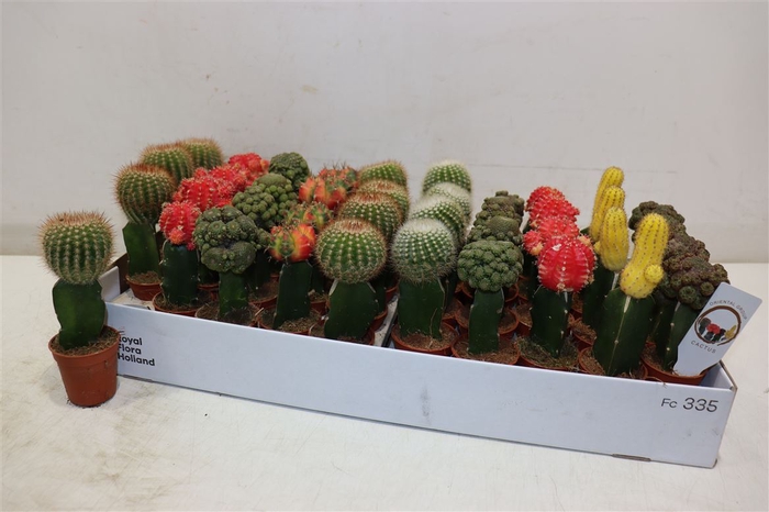 arr8 Cactus Gem