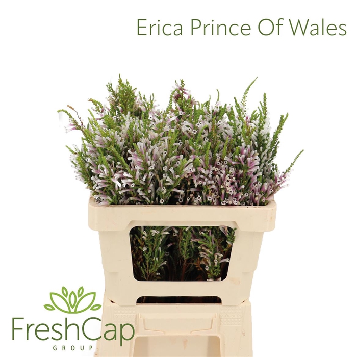 <h4>Erica Prince Of Wales</h4>