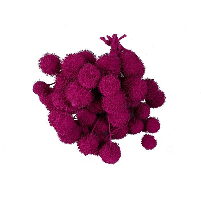 <h4>Small ball per bunch in poly Cerise</h4>
