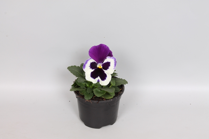 Viola wittrockiana F1 White with Purple Wing