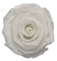 <h4>Rose White Angelical pres.</h4>