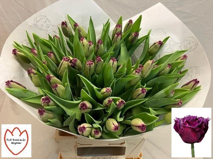 <h4>Tulipa (Fri. Gorilla</h4>