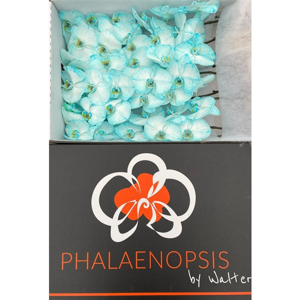 <h4>Phalaenopsis paint blue light</h4>