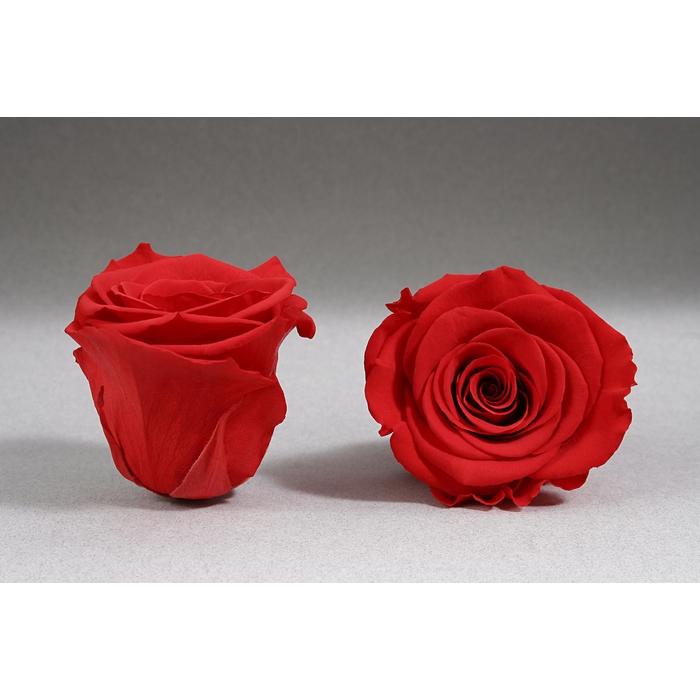 <h4>PRESERVED ROSES XL RED-02</h4>