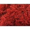 Solidago Red 80cm