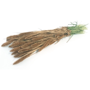DRIED FLOWERS - SETARIA antique gold