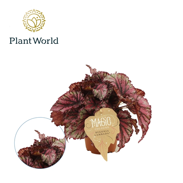<h4>Begonia rex Lambada 12cm</h4>