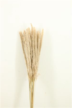 <h4>Dried Blady Grass Natural Bunch</h4>