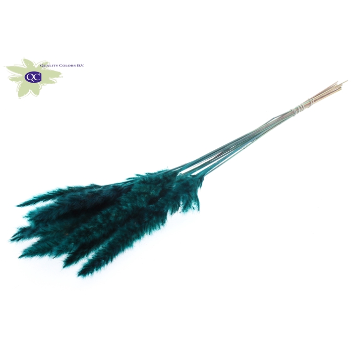 <h4>Fluffy Pampas L80 10 st/bunch Turquoise</h4>