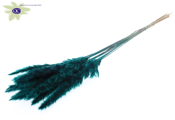 Fluffy Pampas L80 10 st/bunch Turquoise