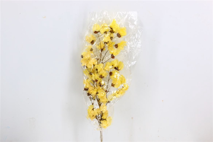 Dried Bougainvillea X5 55cm Yellow Bunch