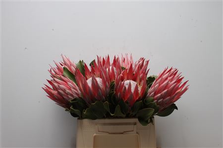 Protea Cynaroides Clare