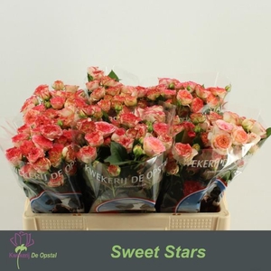 Rosa sp sweet stars