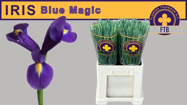 Iris blue magic