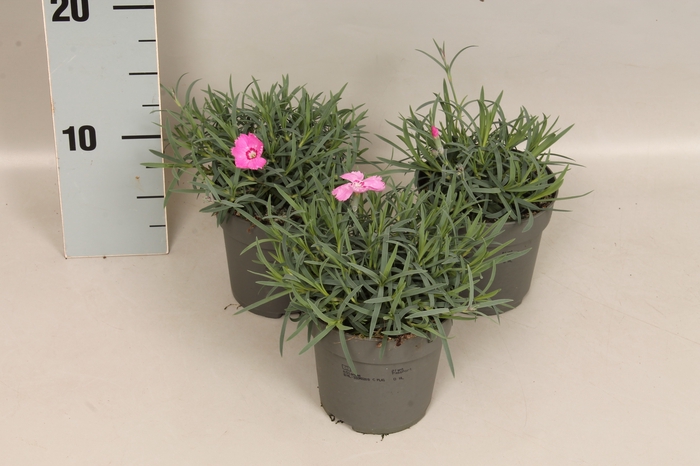 <h4>Dianthus caryophyllus Moutain frost Pink Twinkle</h4>