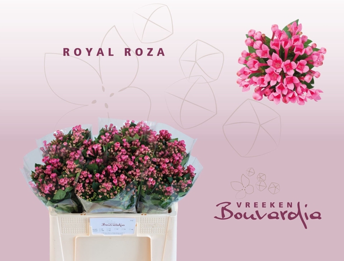 <h4>Bouvardia en Royal Roza</h4>