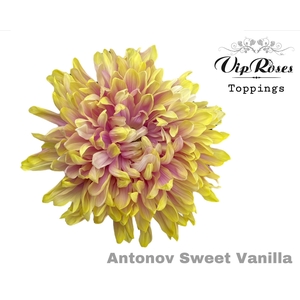 Chrys bl paint antonov sweet vanilla
