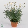 Margriet Frutescens White