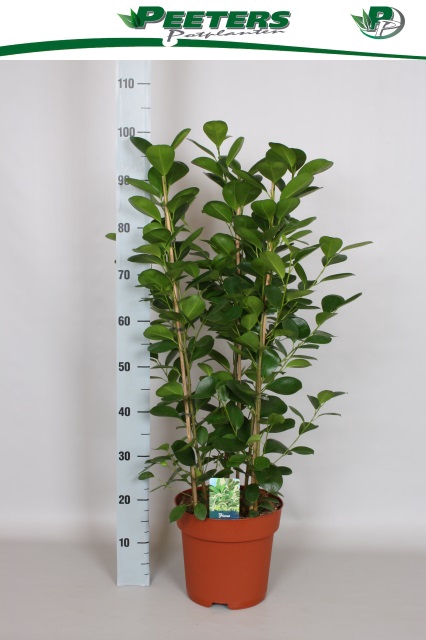 Ficus Microcapra Moclame 24Ø 100cm 6pp