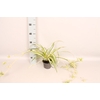 Indoor 12 cm Chloropytum Green Coour Outerline
