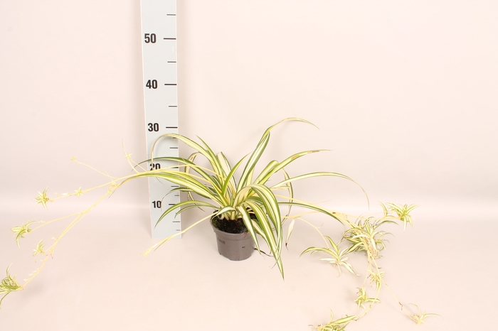 Indoor 12 cm Chloropytum Green Coour Outerline