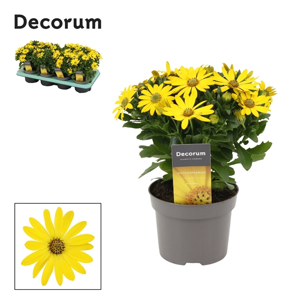 <h4>Osteospermum Pure Yellow Decorum</h4>