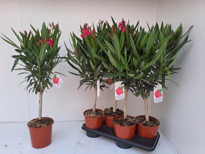 <h4>Nerium oleander struik rood</h4>