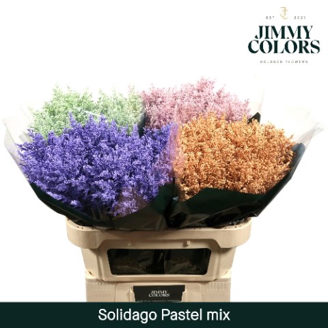 <h4>Solidago paint mix pastel</h4>