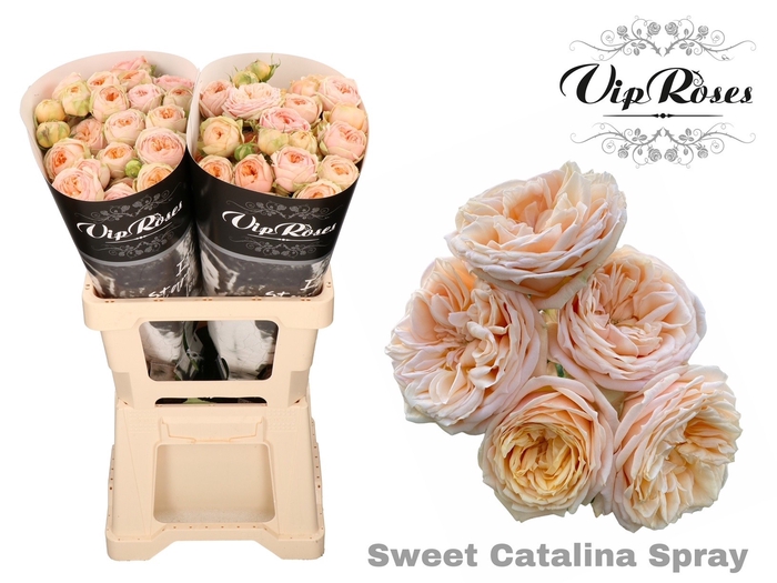 <h4>R TR SWEET CATALINA+</h4>