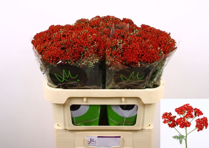 <h4>Achil millefolium Discodip Red</h4>