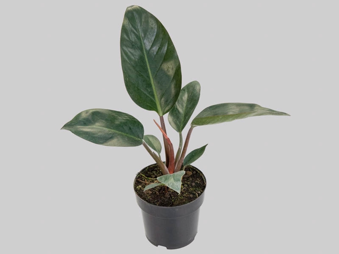 <h4>PHILODENDRON RED DIAMOND P17</h4>
