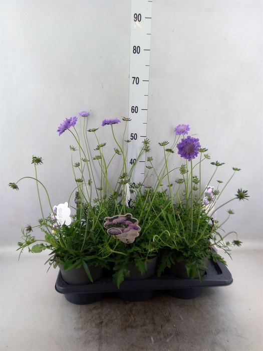 <h4>Scabiosa columb. 'Butterfly Blue'</h4>