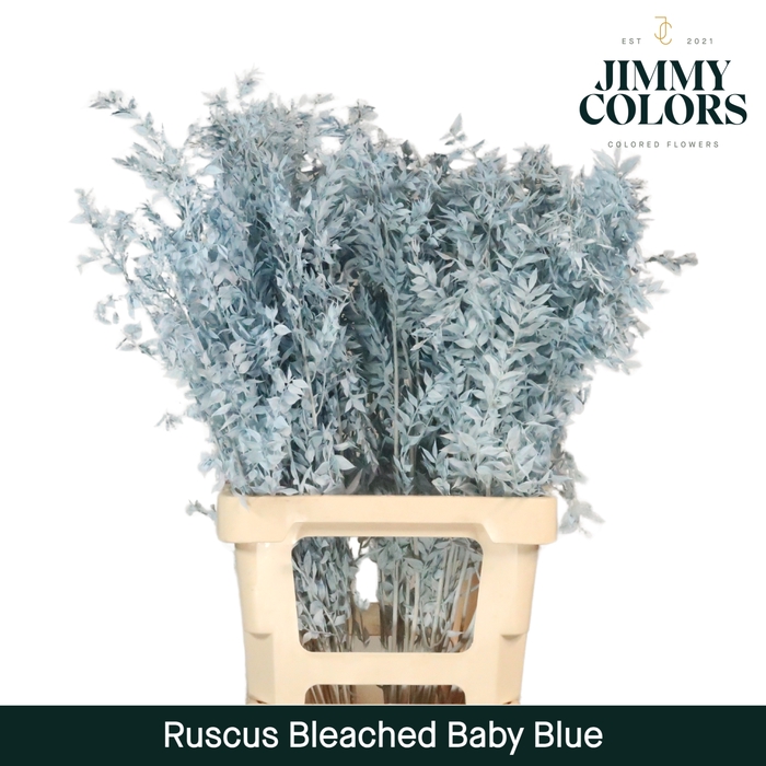<h4>Gebleekt Ruscus Italiaans L70 Klbh. baby blue</h4>