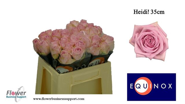 <h4>Rosa la heidi</h4>