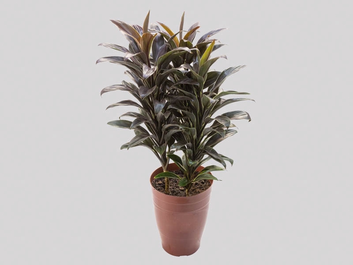 <h4>CORDYLINE BABY CAMEROON P17</h4>