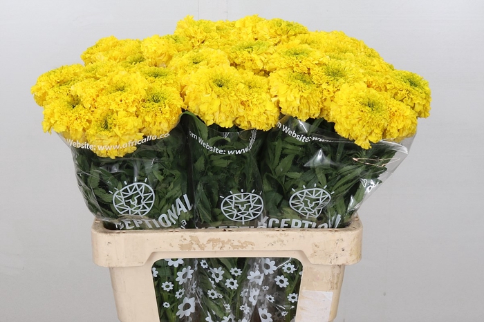 <h4>Tagetes promise yellow</h4>