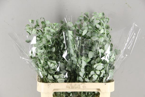 Df Lunaria Bs Mint Green
