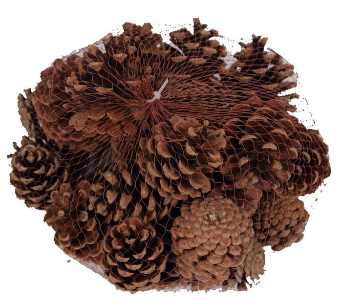 Pine cone 500gr in net Natural 