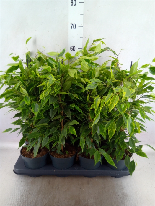 <h4>Ficus benja. 'Anastasia'</h4>