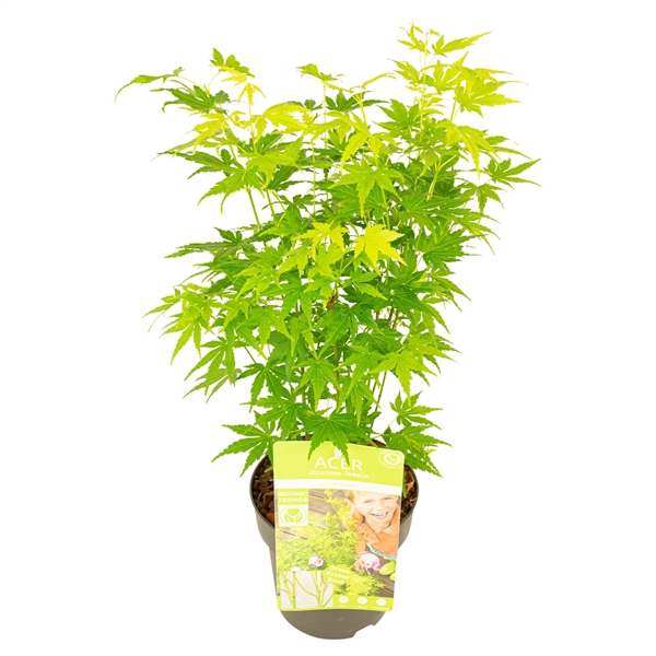 <h4>Acer palm. 'Going Green'®</h4>