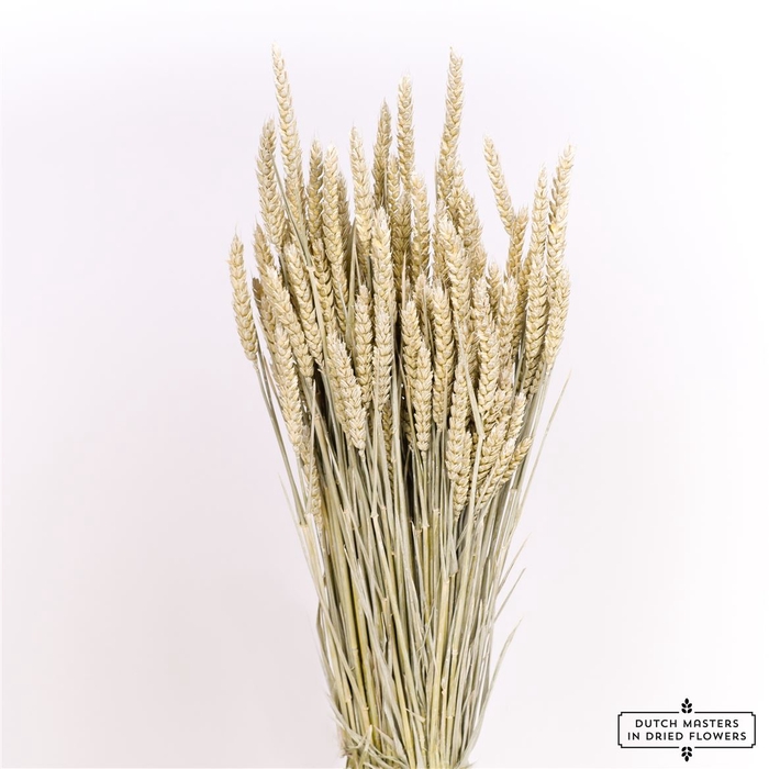 <h4>Dried Triticum Frosted White Bunch</h4>