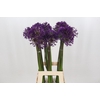 Allium purple sensation