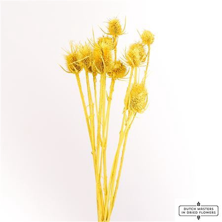 <h4>Dried Cardistella Yellow Bunch</h4>