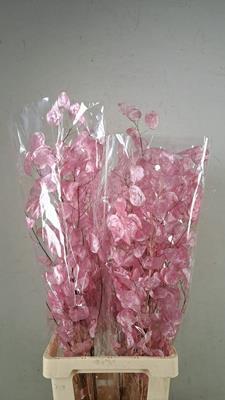 <h4>Df Lunaria Bs Shiny Light Pink</h4>