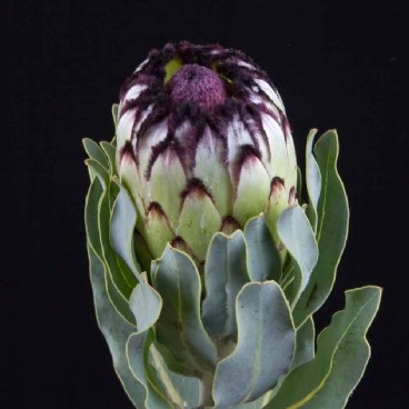Protea Niobe