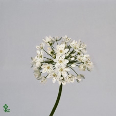 <h4>Allium neopolitanum</h4>